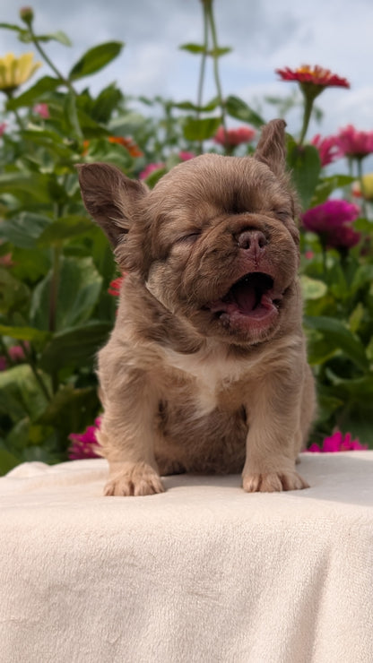 FRENCH BULLDOG (JUN 06) FEMALES