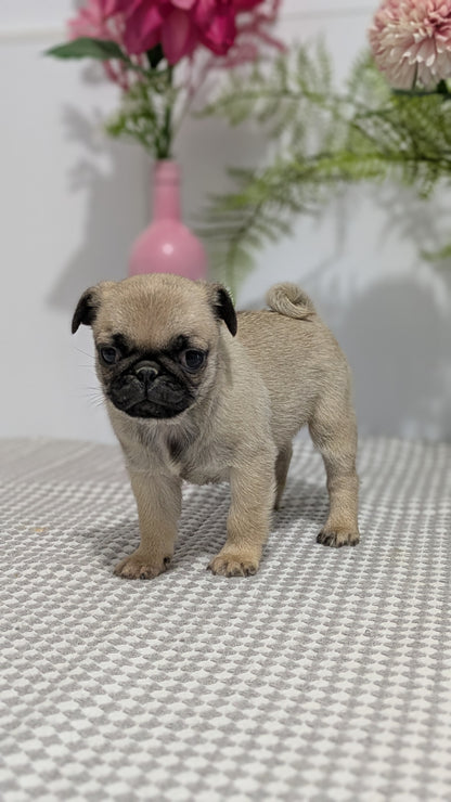PUG (02/04) FEMALE