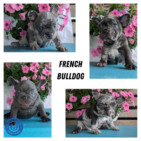 FRENCH BULLDOG (06/30) MALE
