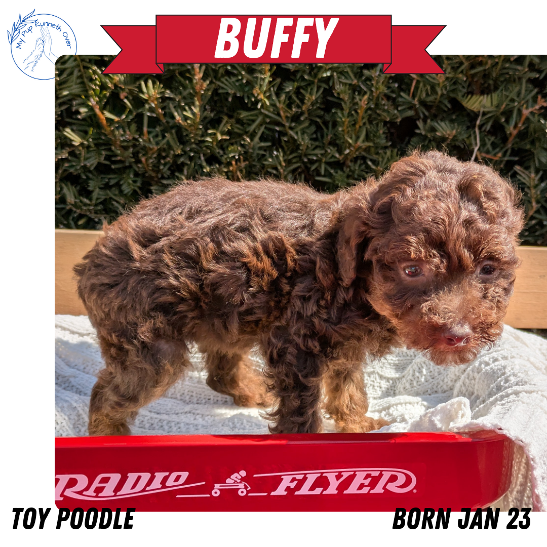 TOY POODLE (01/23) FEMALE
