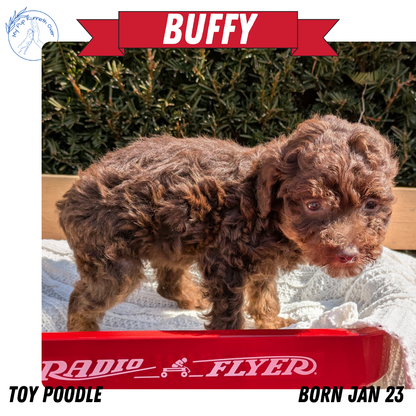 TOY POODLE (01/23) FEMALE
