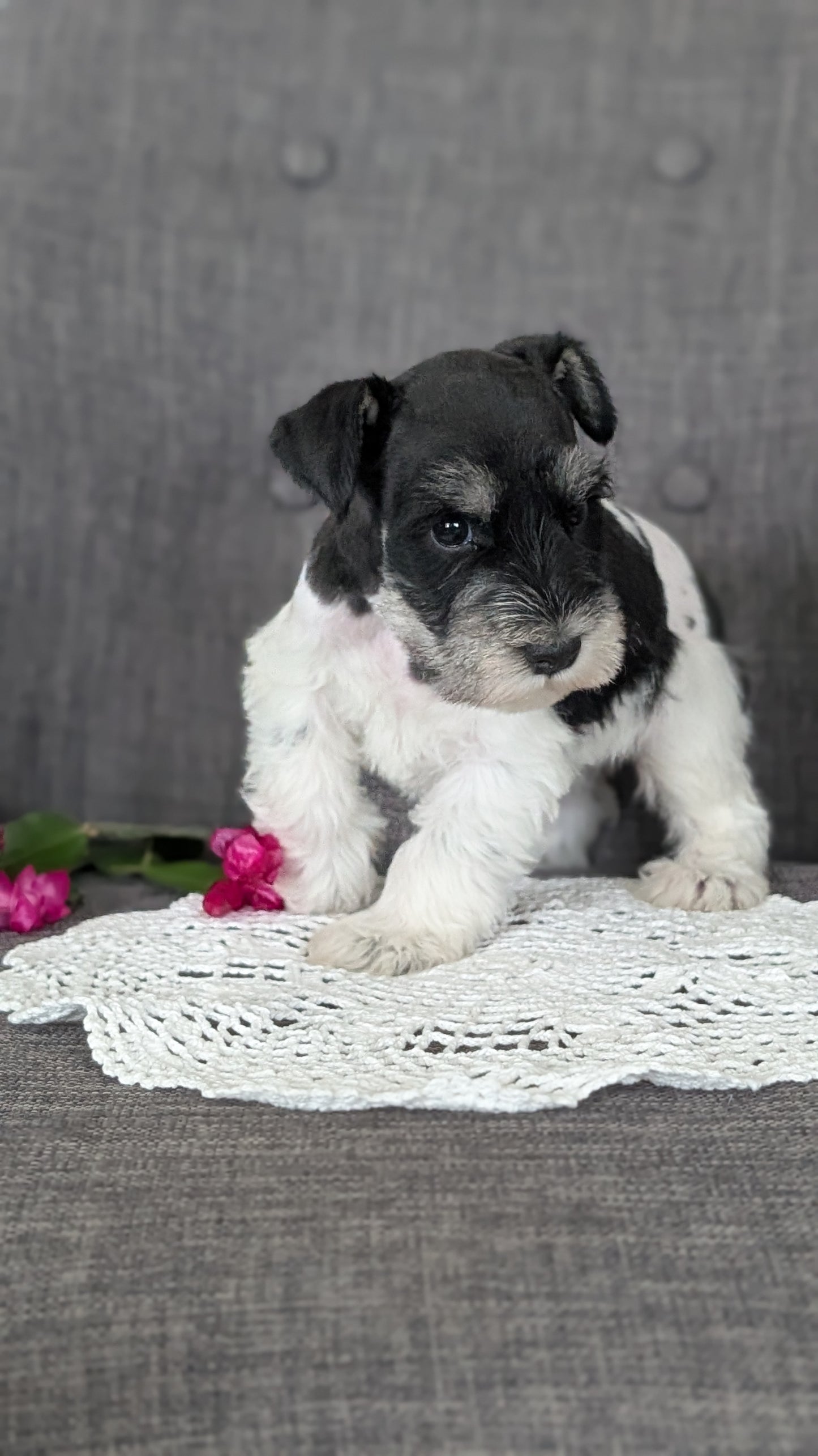 MINI SCHNAUZER (JAN 20) MALES