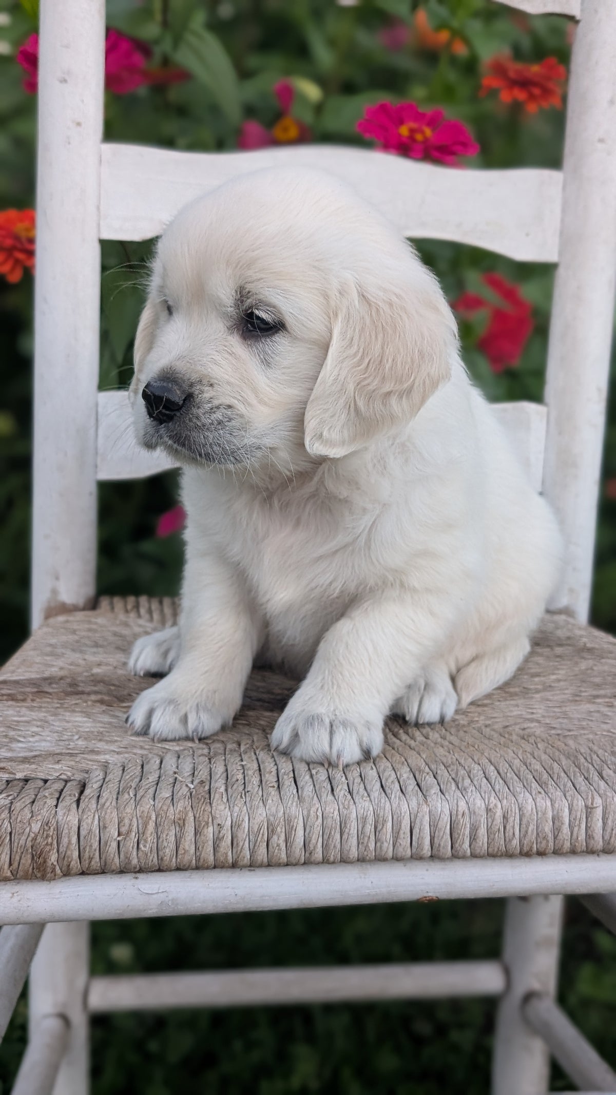 ENGLISH CREAM RETRIEVER (AUG 19) 3 MALES/4 FEMALES