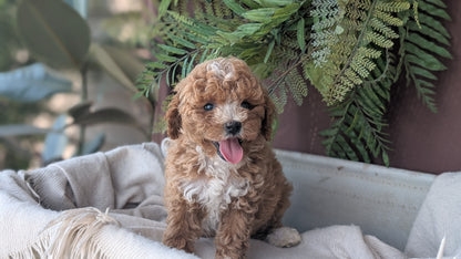 COCKAPOO (MAY 22) FEMALES