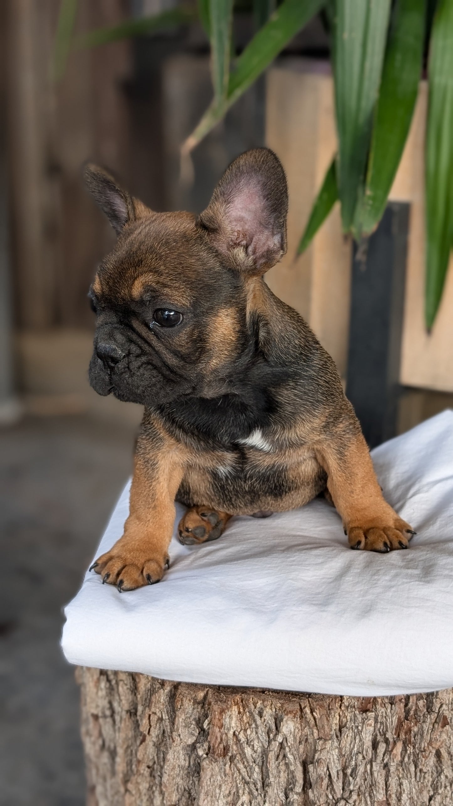 FRENCH BULLDOG (08/12) MALE