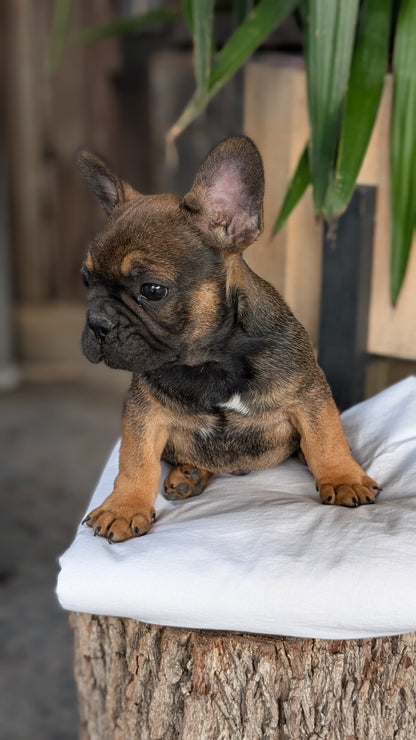FRENCH BULLDOG (08/12) MALE
