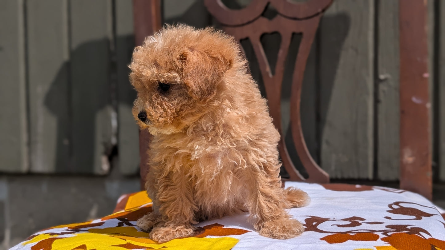 MINI POODLE (JUN 21) 4 MALES
