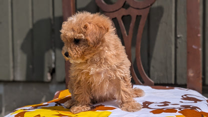 MINI POODLE (JUN 21) 4 MALES