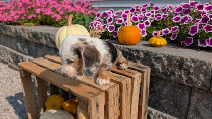 MINI DACHSHUND (08/19) FEMALE