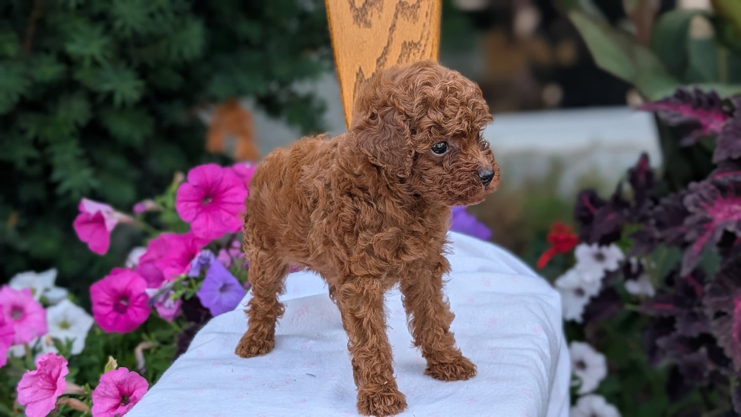 TOY POODLE (JUN 09) FEMALE