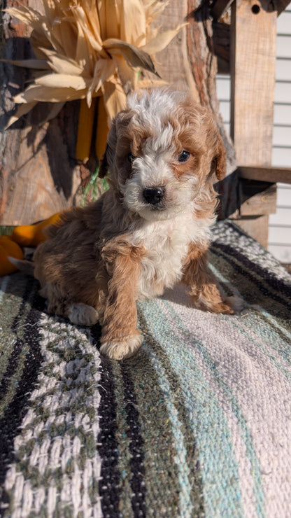 CAVAPOO (OCT 02) MALES