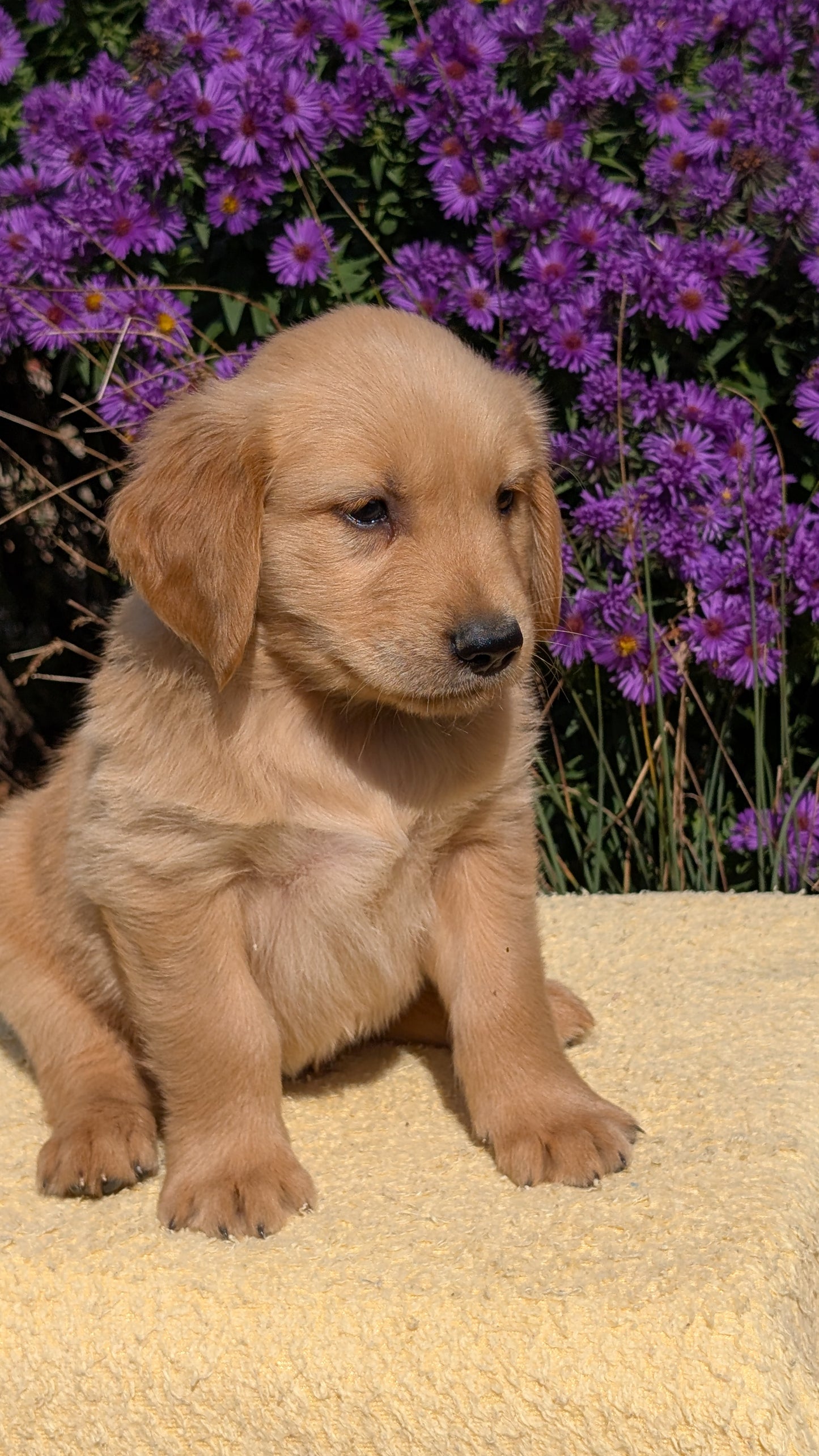 GOLDEN RETRIEVER (08/14) MALE