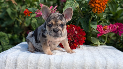 FRENCH BULLDOG (07/08) FEMALE