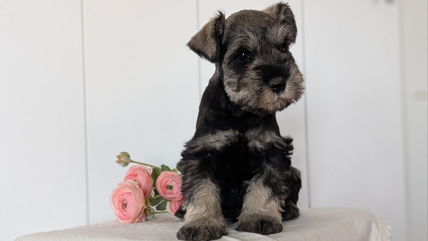 MINI SCHNAUZER (JAN 14) MALES