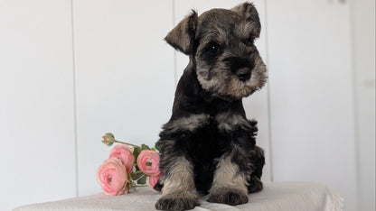 MINI SCHNAUZER (JAN 14) MALES