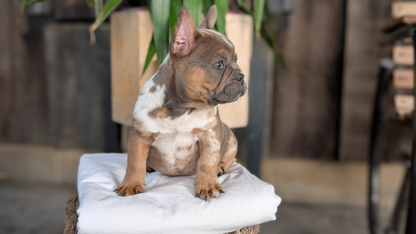 FRENCH BULLDOG (08/12) MALE