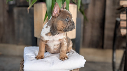 FRENCH BULLDOG (08/12) MALE