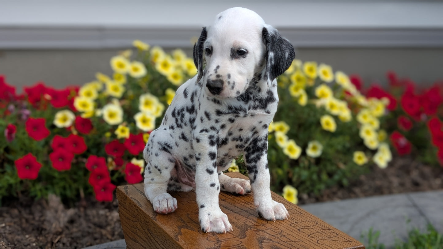 DALMATIAN (JUN 29) MALES