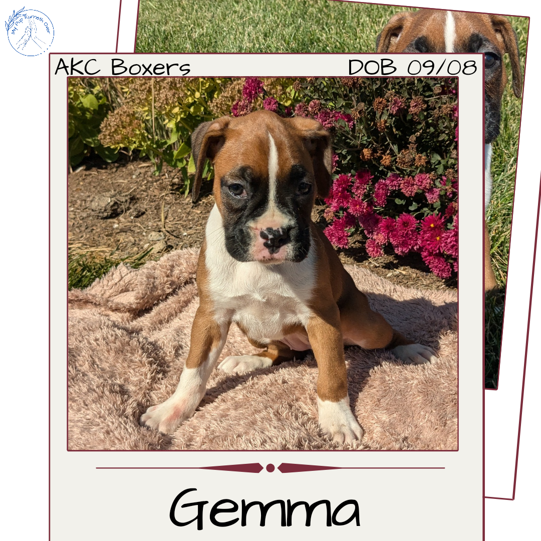 BOXER (09/08) FEMALE
