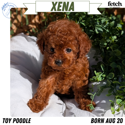 TOY POODLE (AUG 20) 1 FEMALE