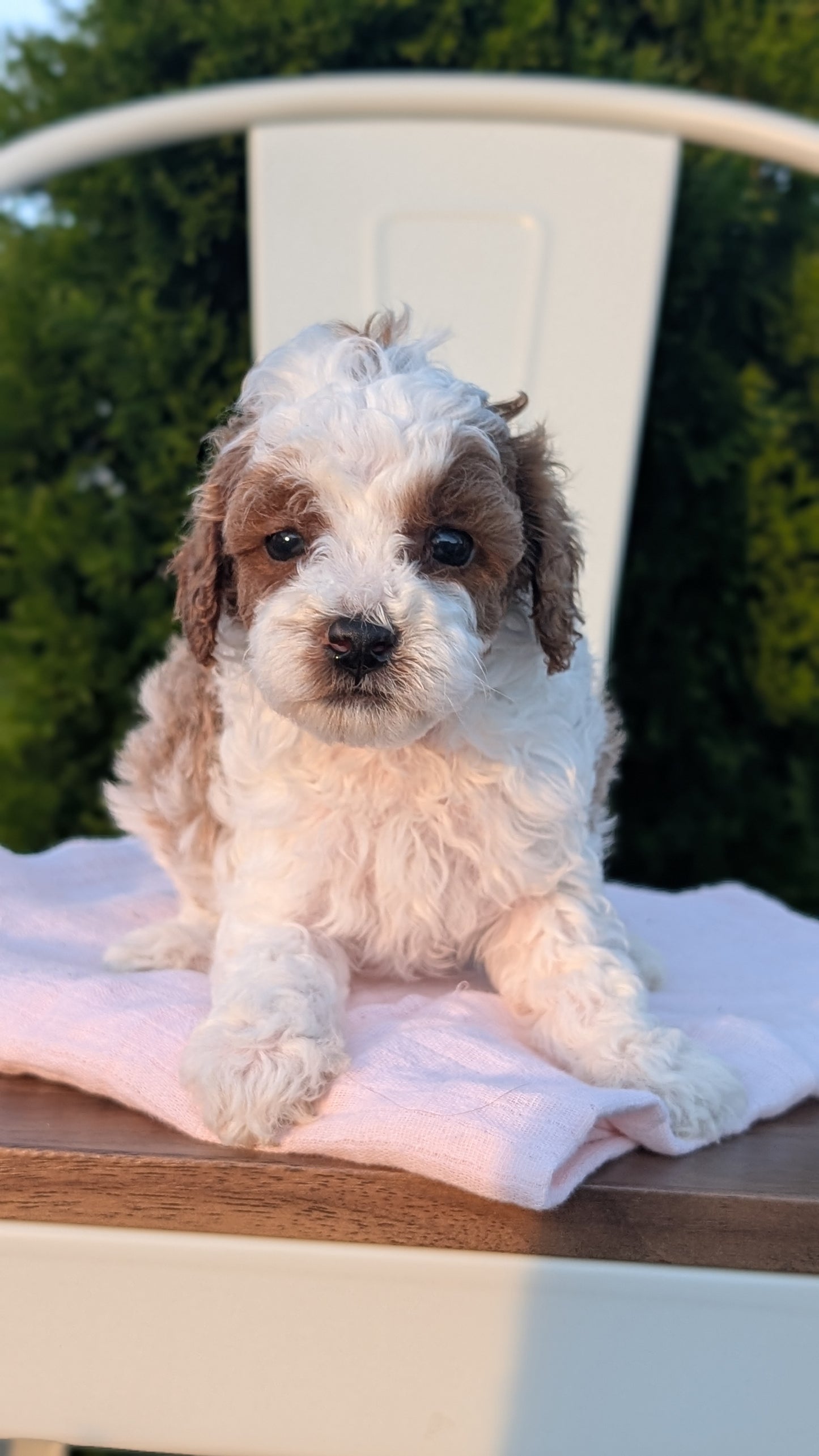MINI POODLE (MAY 12) MALES