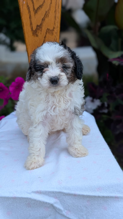 MALTIPOO (JUN 11) MALES