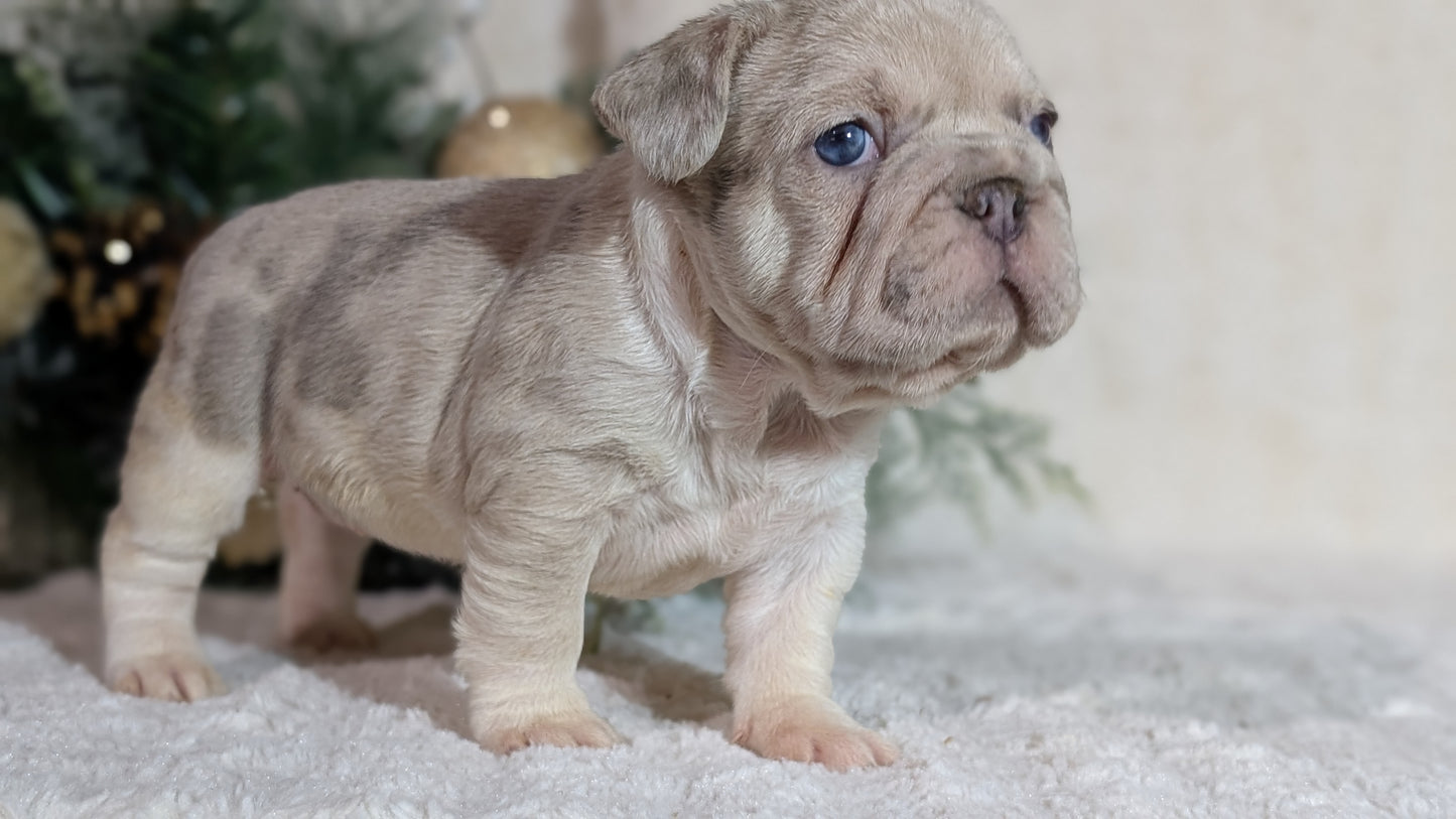 FRENCH BULLDOG (OCT 08) FEMALES