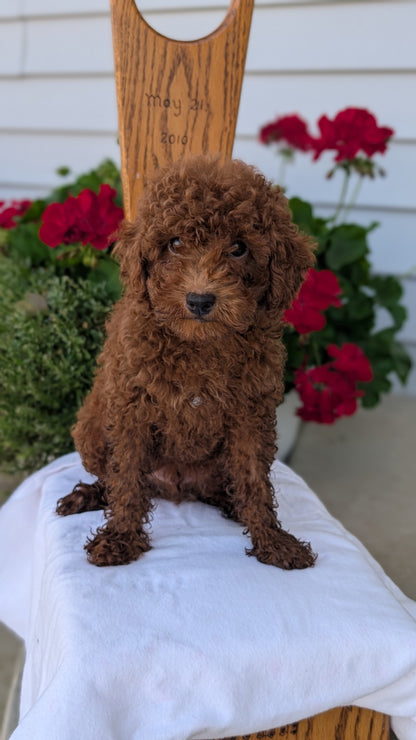 TOY POODLE (JUN 17) MALES
