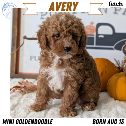 MINI GOLDENDOODLE (AUG 13) 6 MALES/3 FEMALES