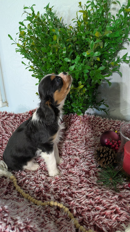 CAVALIER (10/15) FEMALE