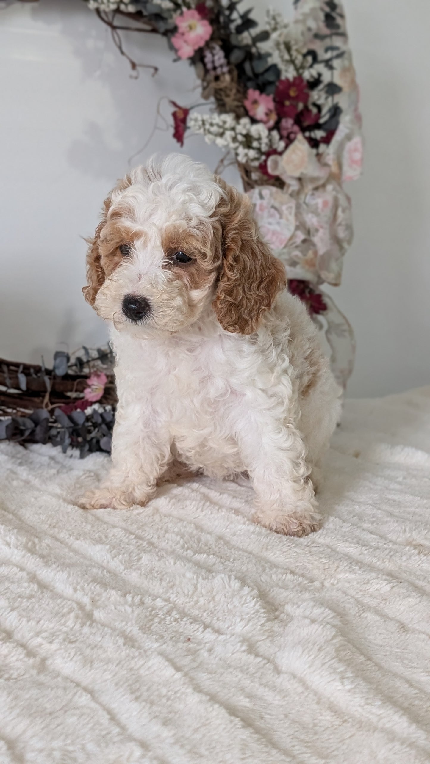 MINI POODLE (JUN 01) FEMALES