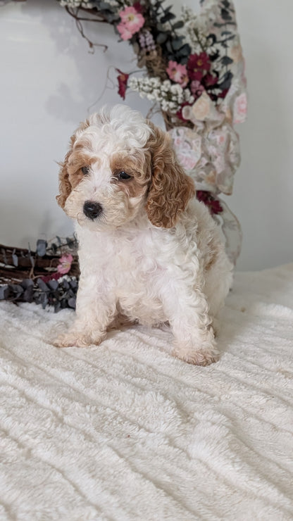 MINI POODLE (JUN 01) FEMALES