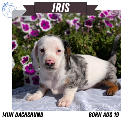 MINI DACHSHUND (08/19) FEMALE