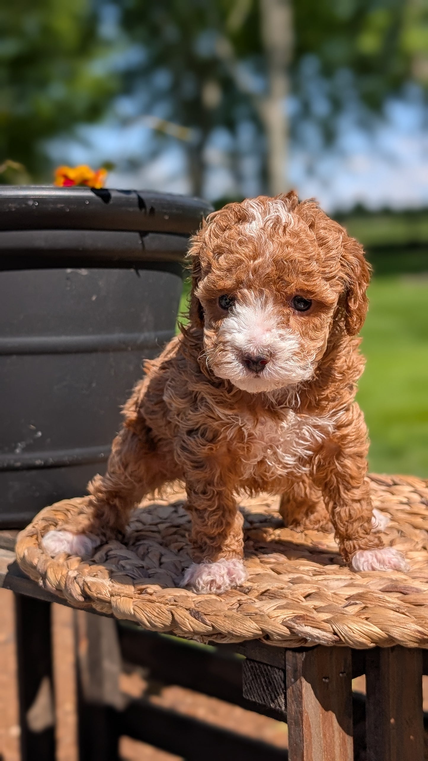 MINI POODLE (APR 03) FEMALES