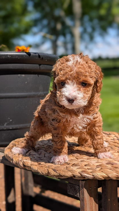 MINI POODLE (APR 03) FEMALES