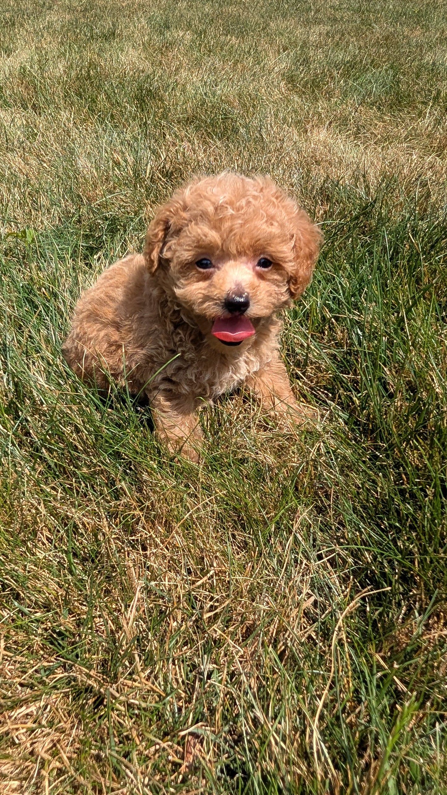 COCKAPOO (05/31) FEMALE