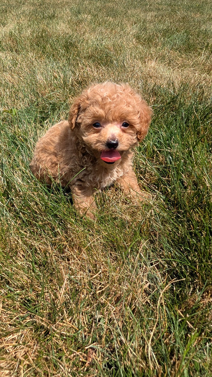 COCKAPOO (05/31) FEMALE