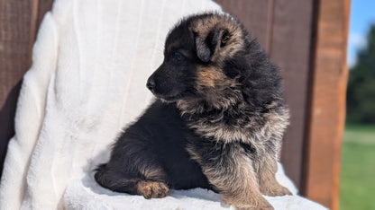 GERMAN SHEPHERD (MAR 28) MALES