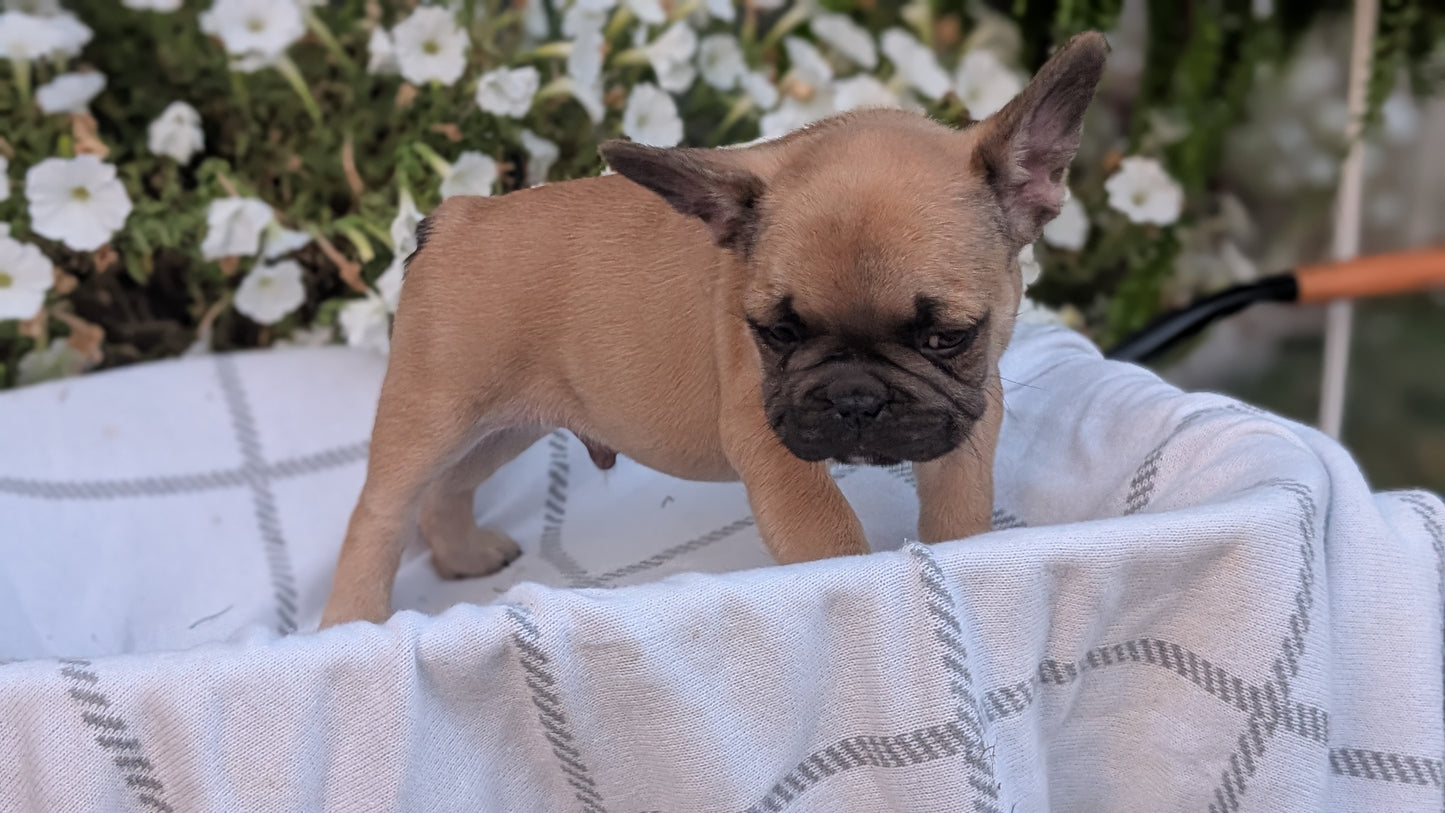 FRENCH BULLDOG (07/15) MALE