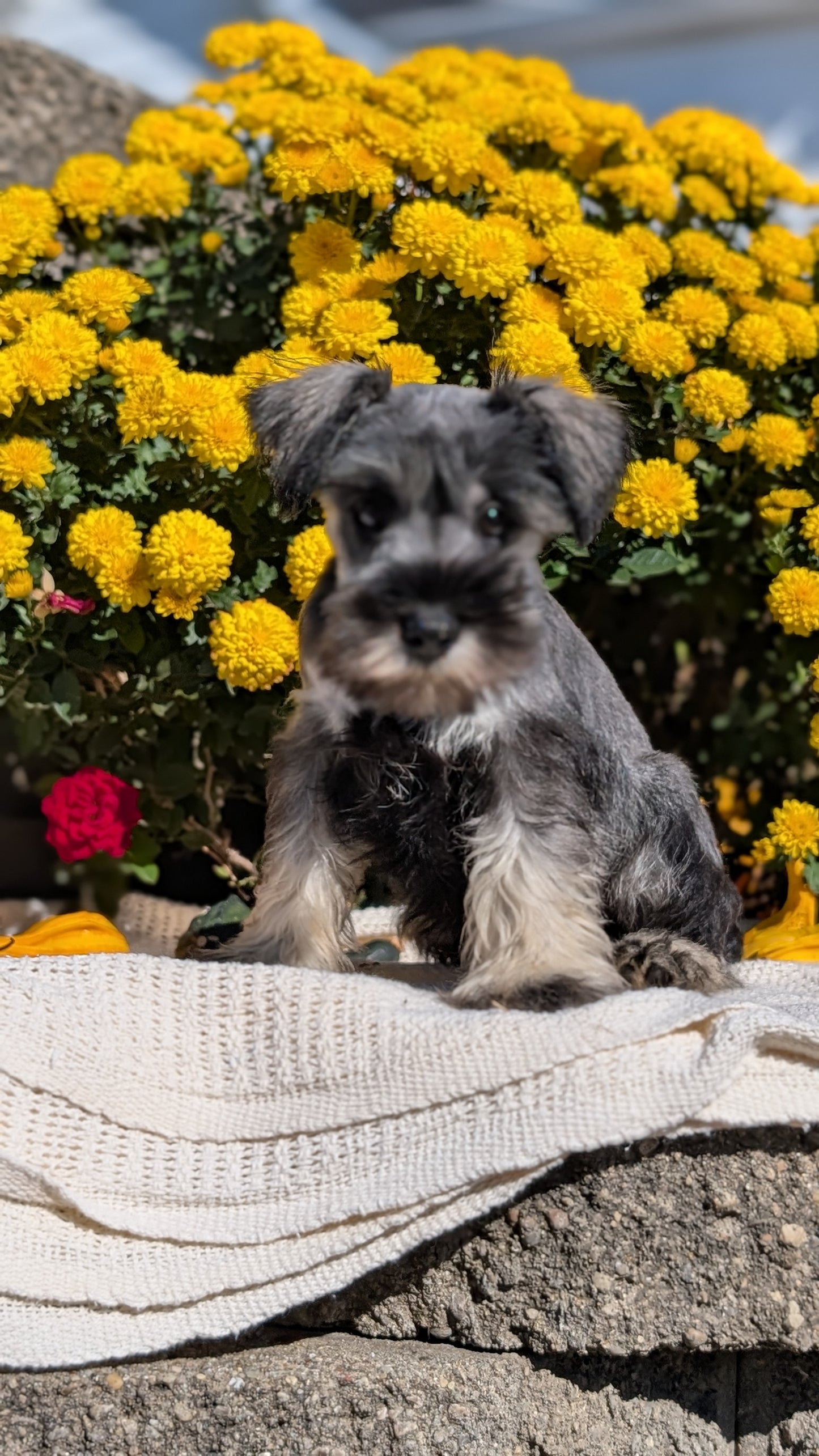 MINI SCHNAUZER (08/06) MALE