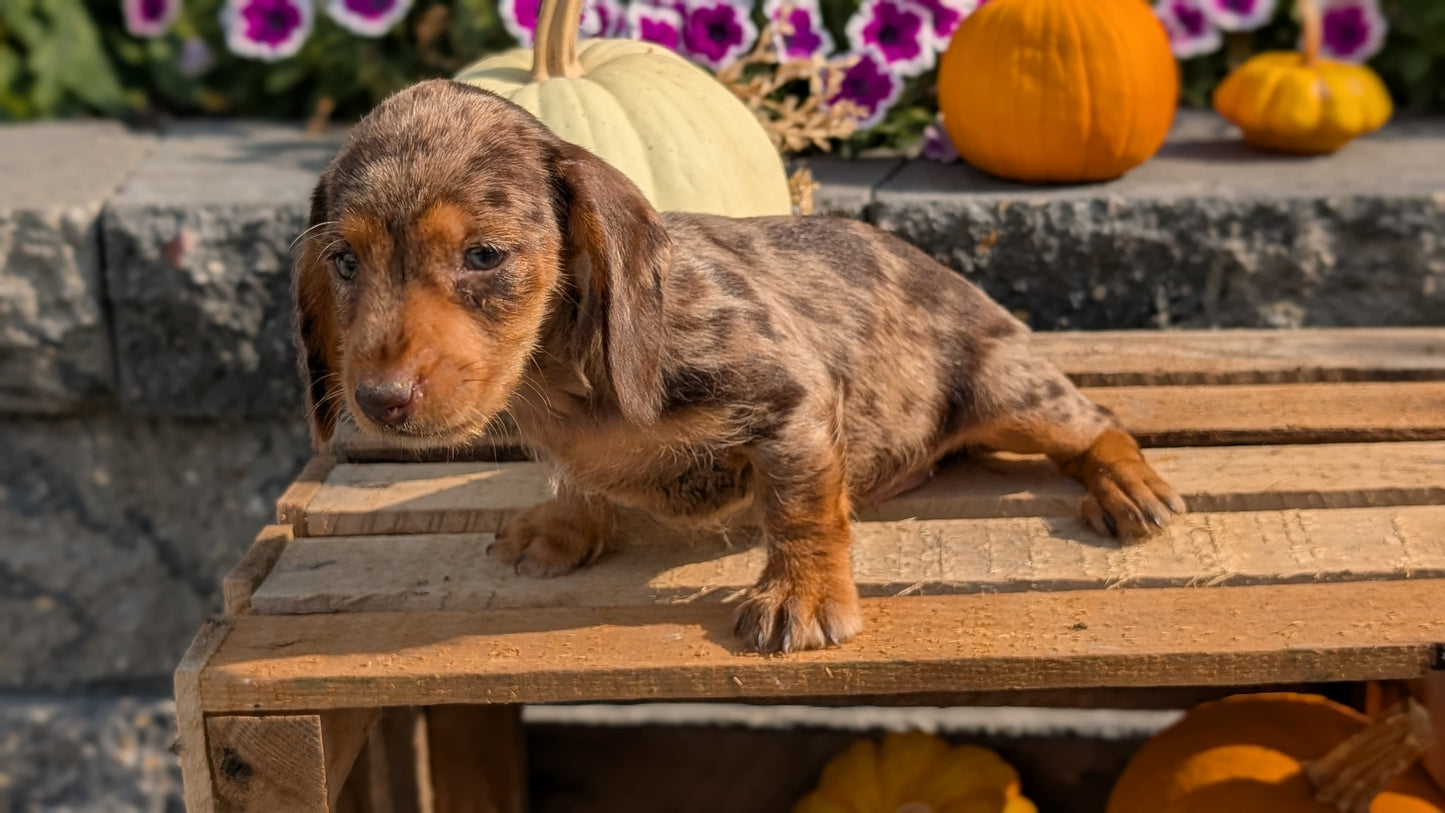 MINI DACHSHUND (08/19) FEMALE