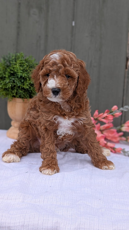 MINI POODLE (MAY 08) MALES