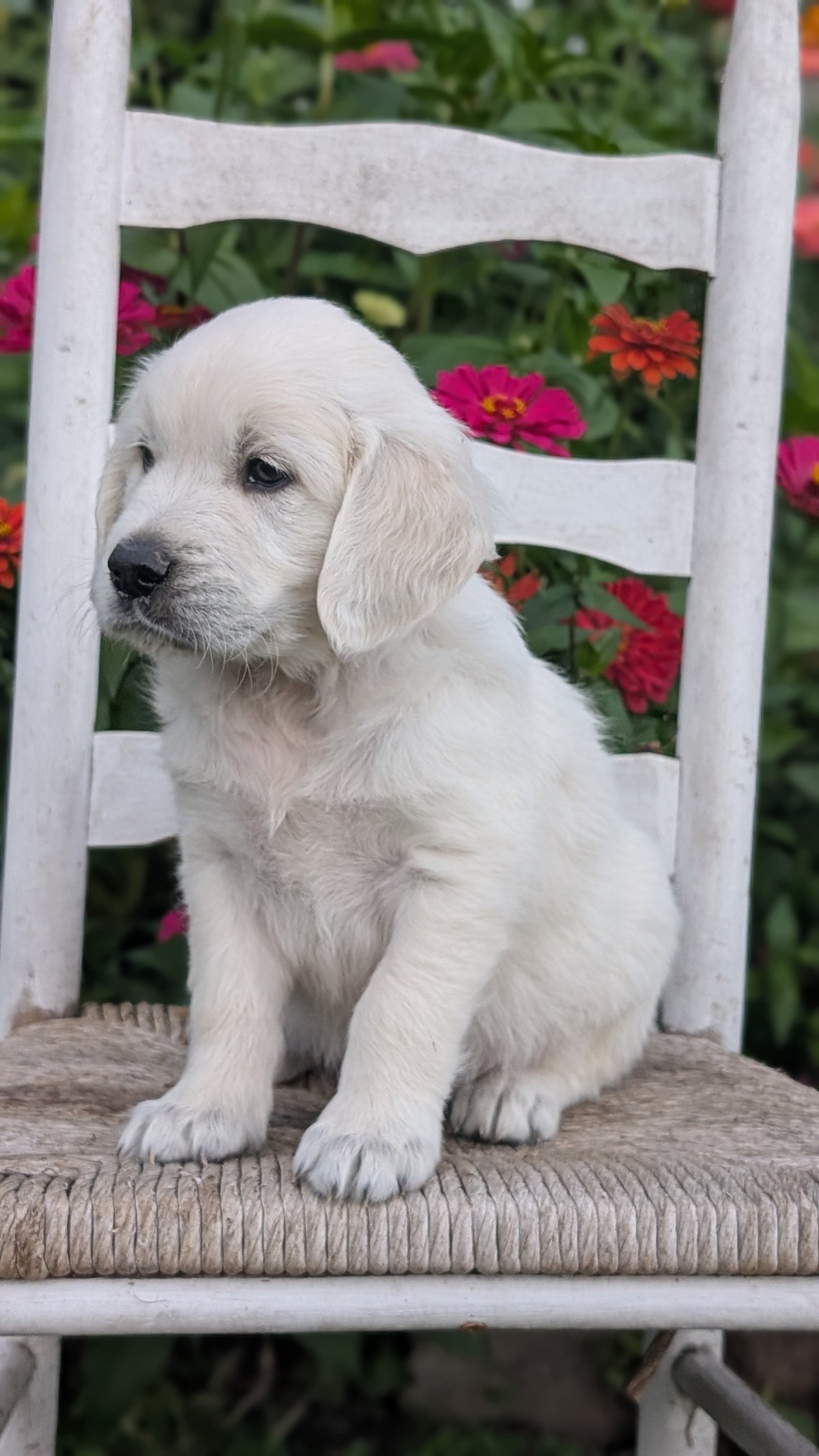 ENGLISH CREAM RETRIEVER (AUG 19) 3 MALES/4 FEMALES