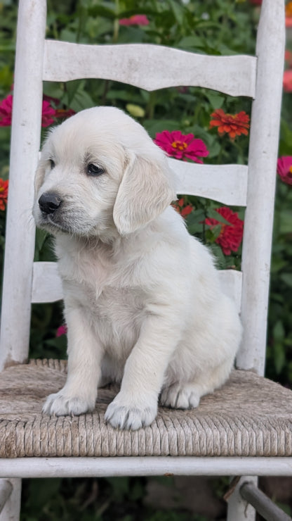 ENGLISH CREAM RETRIEVER (AUG 19) 3 MALES/4 FEMALES