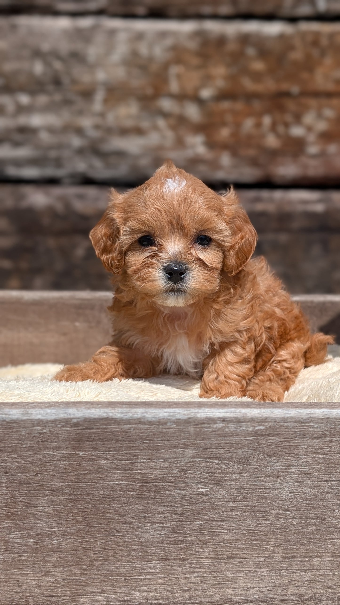 CAVAPOO (MAY 12) FEMALES