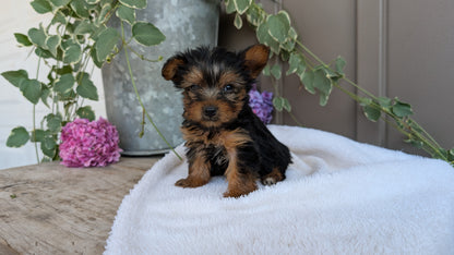 YORKSHIRE TERRIER (06/05) MALE