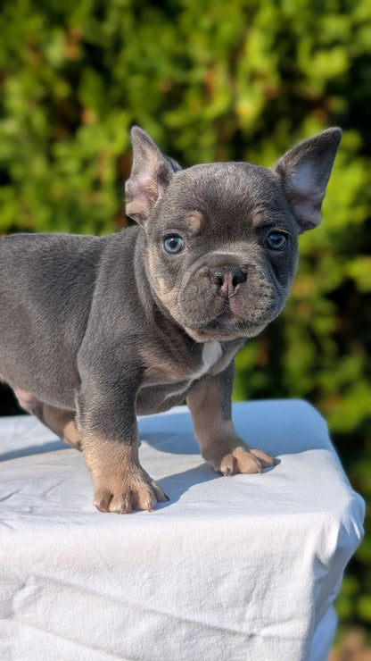 FRENCH BULLDOG (AUG 22) 3 MALES/1 FEMALE