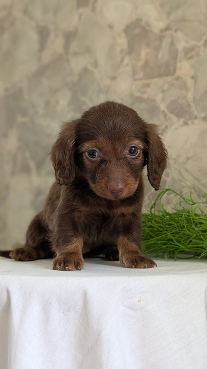 MINI DACHSHUND (APR 29) FEMALES