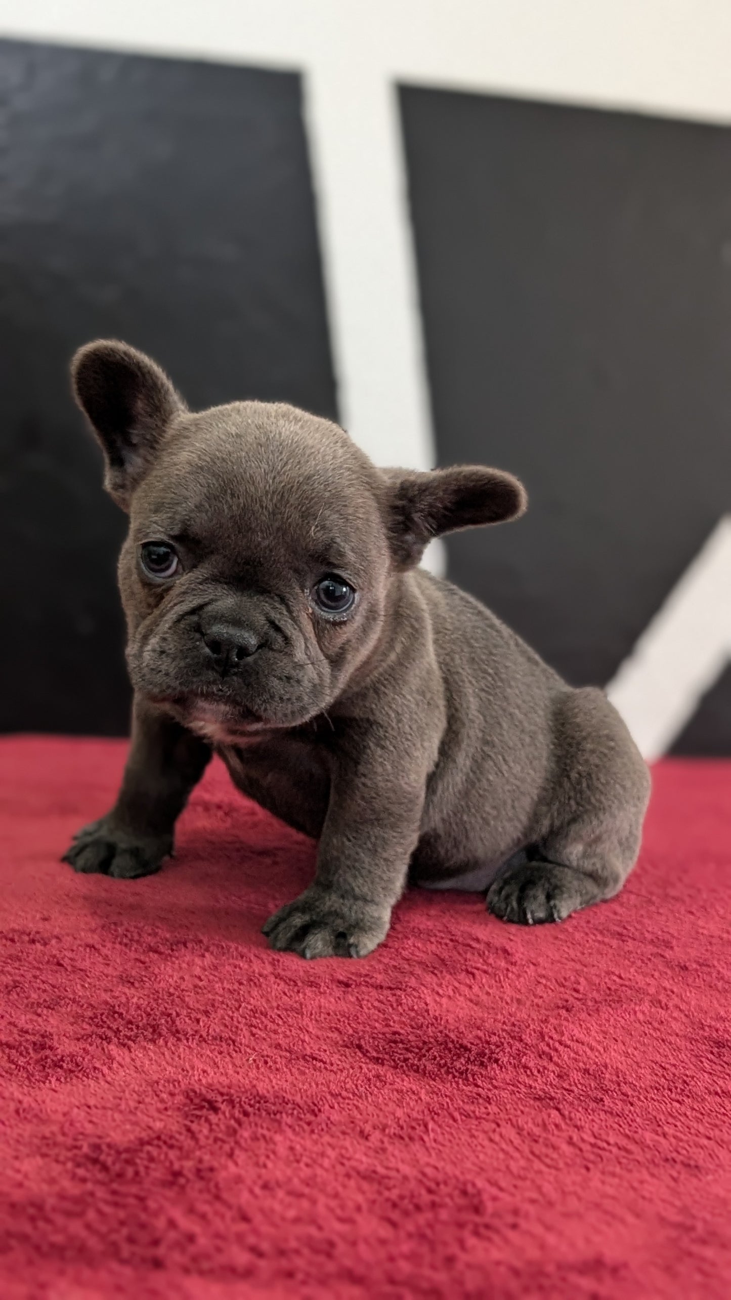 FRENCH BULLDOG (FEB 18) MALE