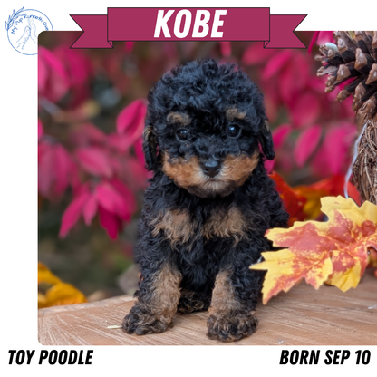 TOY POODLE (09/10) MALE